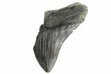 Partial, Fossil Megalodon Tooth - South Carolina #172212-1
